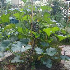 Zucchini pflanzen ist eigentlich recht einfach. Zucchini Pflanzen Erntefibel De
