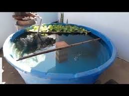 Budidaya Ikan Nila Di Ember Kecil Tebar 3000 Ekor Uji Coba Kolam Ember Youtube Uji