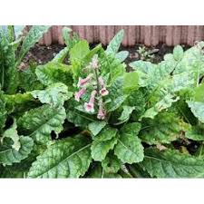 Image result for Lipocarpha rehmannii