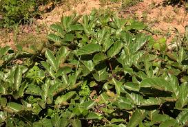 Image result for Lannea edulis