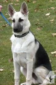 Black And Silver German Shepherd Puppies Akc Black Silver German Shepherd Male Germanshepherdpuppies Terriermix German Shepherd Dogs Silver German Shepherd German Shepherd Funny