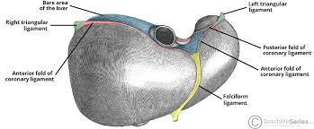 Diagram of the liver and gall bladder showing the. The Liver Lobes Ligaments Vasculature Teachmeanatomy