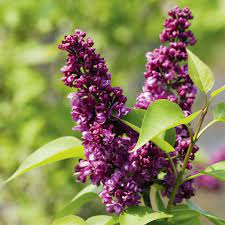 Tanti grappoli di fiori viola ciavattini garden facebook / fiori bianchi, petali, primavera, frutta, fiori. Pianta Fiori Viola A Grappolo