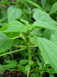 Image result for Ottelia cylindrica