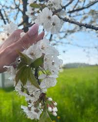 Video posted by Ella valerius🐣 (@ella_valerius1)