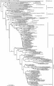 High Level Classification Of The Fungi And A Tool For