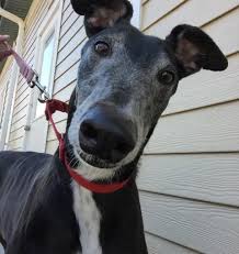 Love, care, safety and a family of their own. Adopt Duncan On Petfinder Dog Adoption Grey Hound Dog Cat Adoption