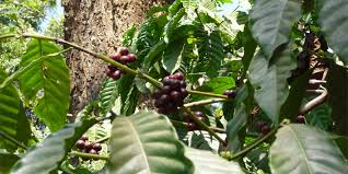 Image result for Coffea
