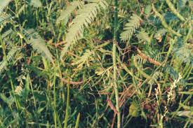 Image result for Aeschynomene cristata