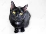 The Domestic Shorthair - Cat Breeds Encyclopedia