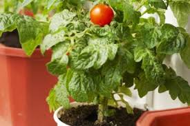 „legen sie die tomaten einfach mit abstand zueinander auf ein tablett. Tomaten Auf Der Fensterbank So Gedeihen Sie Prachtig