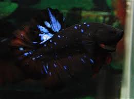 #fishblr #betta #betta fish #hmpk #simeone the betta #pet sickness. Black Fancy Hmpk Center Of Betta Fish For Sale