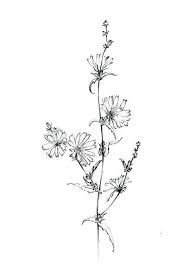 Black And White Printable Images Of Flowers Chicory Sketch Blue Sailors Wild Flower Clipart Line Drawing Botanical Art Prints Floral Poster Black White Printable Wall Decor Wildflower Drawing Flower Drawing Botanical Art Prints