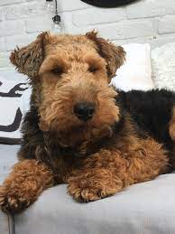 We did not find results for: Cute Little Rascal Airedale Terrier Puppies Welsh Terrier Airedale Dogs
