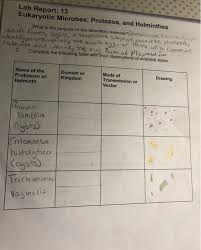 Solved Lab Report 13 Eukaryotic Microbes Protozoa And Chegg Com