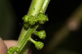 Image result for Brucea antidysenterica