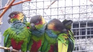 Check spelling or type a new query. Blue Throated Conure Social Behaviour Youtube