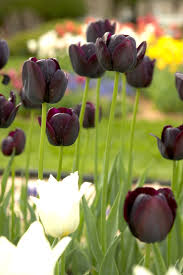 Black tulip flowers offers flower delivery throughout muscat. Best Black Flowers To Grow Better Homes Gardens