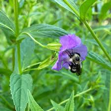 Image result for Mimulus gracilis