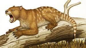 Extinct Marsupial Lions Killed Prey In A Really Weird Way Ancient Animals Extinct Animals Prehistoric Animals