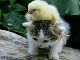 Sevimli Canlilar Video Cute Kittens Hayvan Basliklari Komik