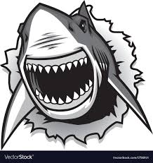 Black And White Shark Teeth Clipart Great White Shark Ripping With Opened Mouth Vector Image On Vectorstock In 2020 Shark Illustration Great White Shark White Sharks