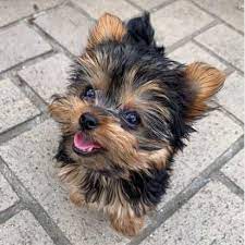Dogs Puppies For Sale Classifieds In Vancouver Yorkie Puppies Husky Puppies Yorkie Puppy Yorkie Puppy For Sale Teacup Yorkie Puppy