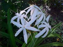 Image result for Crinum walteri