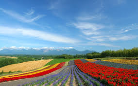 Learn vocabulary, terms and more with flashcards, games and other study tools. Red Purple And Yellow Flower Field Under White Clouds Blue Sky Hd Wallpaper Wallpaper Flare