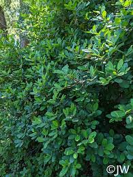 Image result for Erlangea remifolia