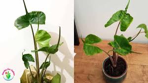 Elephant ears are lush jungle plants with large green leaves shaped like hearts. Alocasia Stingray Care Complete Care Guide Garden For Indoor