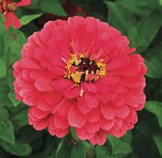 Giant Coral Zinnia Zinnias Flower Seeds Organic Seeds