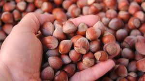 From middle english haselnote, from old english hæselhnutu (hazelnut). ØµØ§Ø¯Ø±Ø§Øª ØªØ±ÙƒÙŠØ§ Ù…Ù† Ø§Ù„Ø¨Ù†Ø¯Ù‚ ØªØ¨Ù„Øº 657 Ù…Ù„ÙŠÙˆÙ† Ø¯ÙˆÙ„Ø§Ø± ØªØ±ÙƒÙŠØ§ Ø¨Ø§Ù„Ø¹Ø±Ø¨ÙŠ
