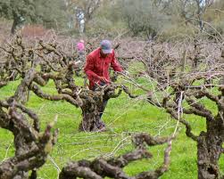Image result for grape pruning