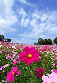 Hill Of Cosmos Cosmos Flowers Beautiful Blooms Flowers Nature
