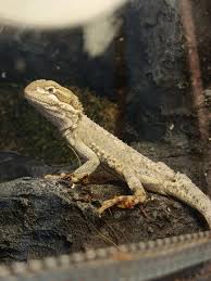 Image result for Pogonarthria