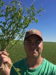 Why is the top all yellow and the bottom green and healthy?