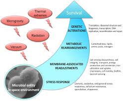 Cell proliferation appears enhanced whereas cell growth is depleted. Frontiers Molecular Mechanisms Of Microbial Survivability In Outer Space A Systems Biology Approach Microbiology