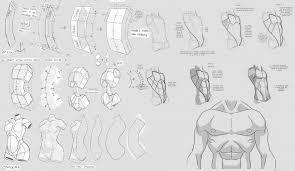 Male anatomical figure, view of internal organs wellcome l0041279.jpg 2,848 × 4,288; Character Anatomy Torso
