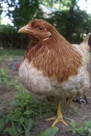 50 Hilarious Food Names For Chickens Moving chicken funny prank alive chicken fry. 50 hilarious food names for chickens