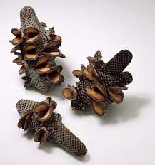 Banksia Menziesii Firewood Banksia The Pods Only Open To Release The Seeds After A Wildfire Has Cleared The Land Flower Seed Flower Seeds Seeds Plant Fungus