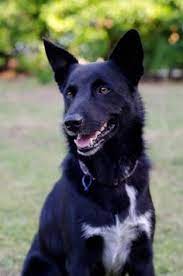 Tobie On Trial With My New Family Medium Male Kelpie X Border Collie Mix In Qld Petrescue Dog Waiting Cattle Dogs Mix Best Friend Captions