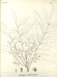 Image result for Pseudospondias