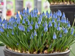 Blauer Fruhlingsgruss Plants