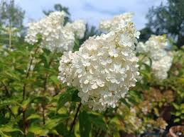 Image result for hydrangea paniculata vanille fraise