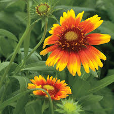 Reminiscent of the desert sun in arizona, gaillardia x grandiflora 'arizona sun' (blanket flower) produces 3 in. Arizona Sun Blanket Flower Seeds Park Seed