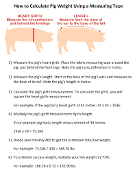 How To Calculate Pig Weight Using A Measuring Tape Pig Farming Raising Pigs Pot Belly Pigs