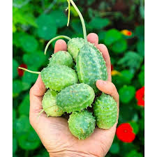 Image result for Cucumis engleri