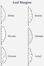 Image result for leaf margin entire