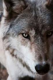 Pin By Aqua On Wolves Wolf Dog Wolf Photos Wolf Husky